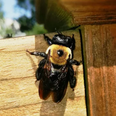 carpenter bee