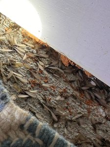Discarded termite wings near a baseboard after termite swarms in Houston homes