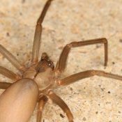 6-Common-Types-Of-Spiders-In-Texas-Identification-and-Prevention-.jpeg