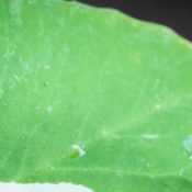 Aphids-in-Texas-.jpg