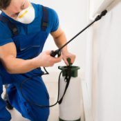 DIY-vs.-Professional-Pest-Control-What-Works-Best-for-Texas-Pests-.jpg