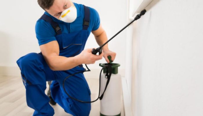 DIY-vs.-Professional-Pest-Control-What-Works-Best-for-Texas-Pests-.jpg