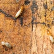Everything-You-Need-to-Know-About-Termites-in-Houston-.jpg
