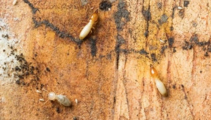 Everything-You-Need-to-Know-About-Termites-in-Houston-.jpg