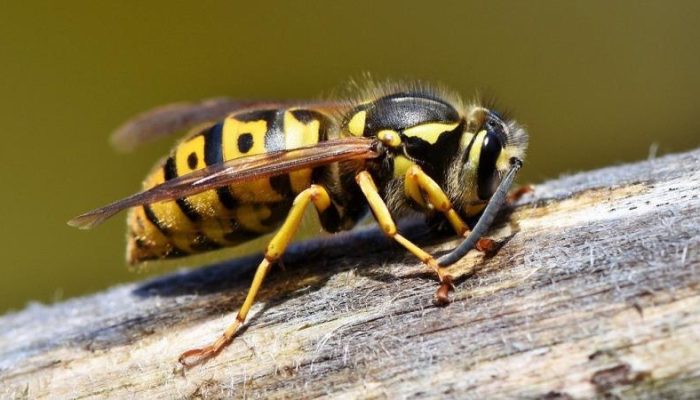 Guide-To-The-Types-of-Wasps-In-Texas-Identification-and-Prevention-.jpg