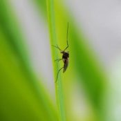 How-Hurricane-Harvey-Has-Affected-Pest-Problems-in-the-Houston-Area-.jpg