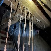 Subterranean termite mud tubes hanging from wood framing in a Houston home