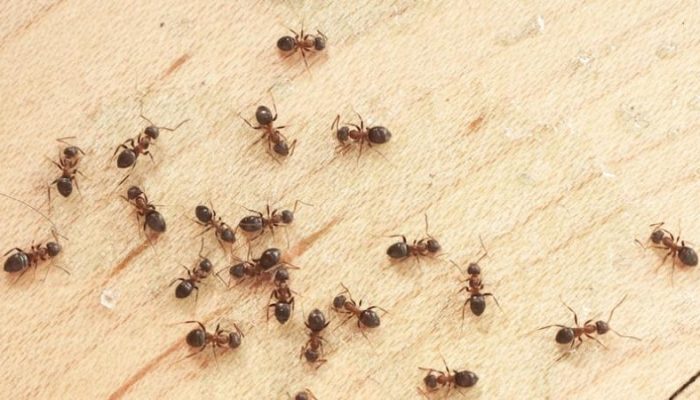 Learn-More-About-the-Ants-That-Impact-Houston-1-2.jpg