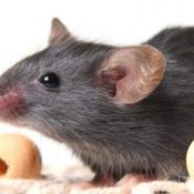 Learn-What-Are-The-Differences-Between-Mice-and-Rats-and-how-to-Get-Rid-of-Them-.jpg