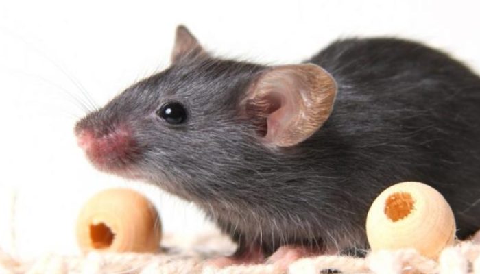 Learn-What-Are-The-Differences-Between-Mice-and-Rats-and-how-to-Get-Rid-of-Them-.jpg