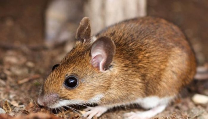 The-Four-Most-Common-Mice-Found-in-Texas-.jpg