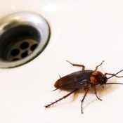 The-Unexpected-Places-Pests-Can-Hide-in-Your-Home-A-Texas-Homeowners-Guide-.jpg
