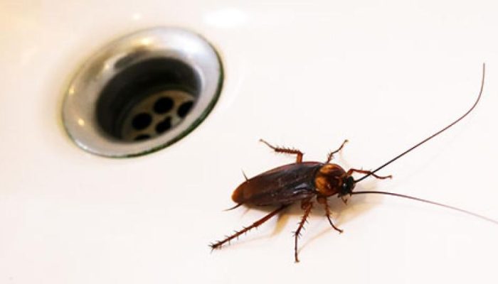 The-Unexpected-Places-Pests-Can-Hide-in-Your-Home-A-Texas-Homeowners-Guide-.jpg