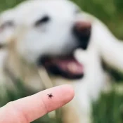 Tick-Control-Strategies-to-Protect-Your-Family-Pets-in-Texas-.webp