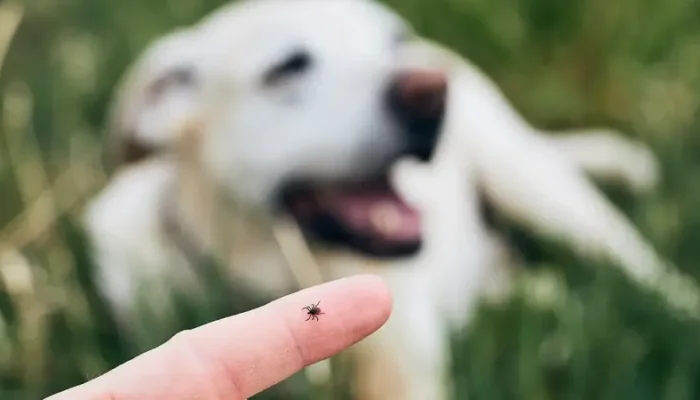 Tick-Control-Strategies-to-Protect-Your-Family-Pets-in-Texas-.webp