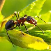 Types-of-Ants-in-Texas-A-Comprehensive-Guide-for-Homeowners-.jpg
