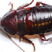 Types-of-Cockroaches-in-Texas-and-How-to-Prevent-Them-.jpg