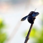 Understanding-the-Black-Carpenter-Bee-.jpg